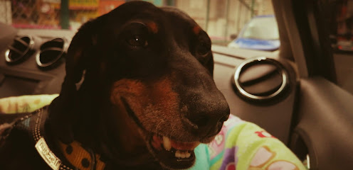 Veterinaria Y Estetica &Quot;Carita De Perro&Quot;