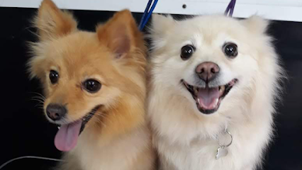 Veterinario Y Estética Canina A Domicilio Petcute