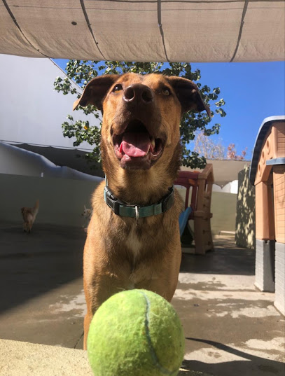 Negocio Woof
