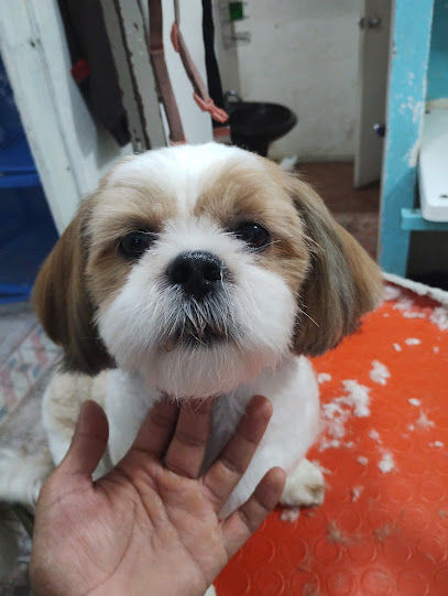 ¡Aguas Con El Perro!Estetica Canina (Solo Servicio A Domicilio) ¡Citas Al Cell Y Whatsapp!