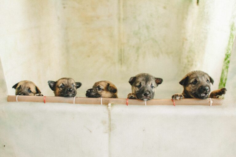 Baños especiales para perros rescatados: protocolo de salud, cuidado y bienestar