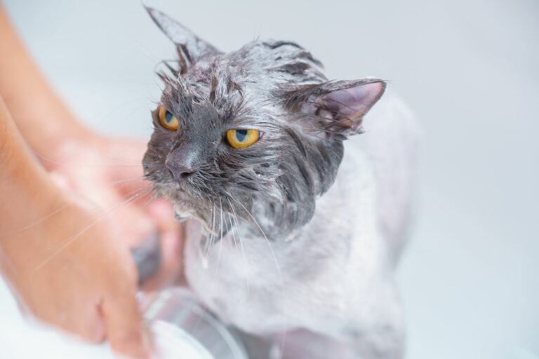 Cómo actuar si tu mascota se niega a entrar en la zona de lavado