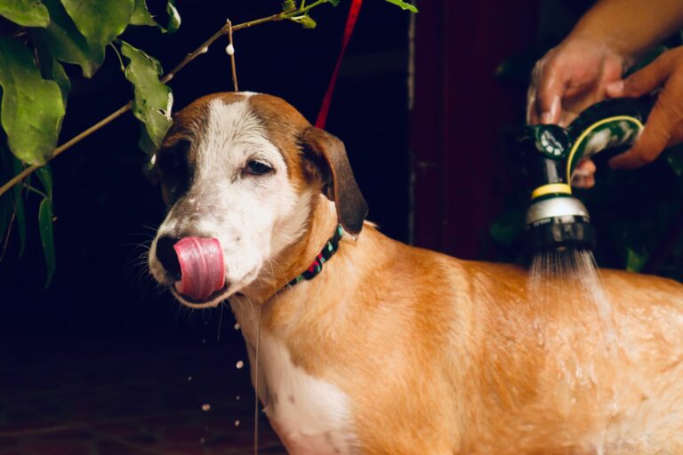 Cómo bañar a tu perro en zonas húmedas o con mucho polvo: guía práctica