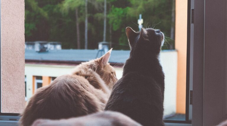 Cómo crear un espacio seguro para gatos en hogares con perros