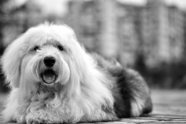 Cómo dar volumen al pelaje denso del Bobtail: guía paso a paso