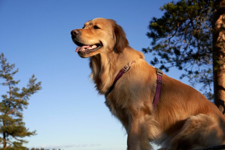 Cómo definir la línea del pecho en el Golden Retriever manteniendo su volumen natural