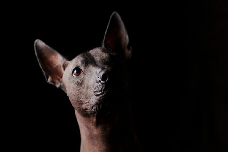 Cómo elegir el champú ideal para perros de manto mixto: guía para cuidar su piel y subpelo