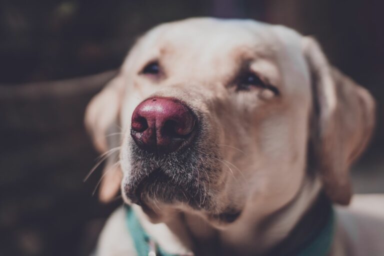 Cómo eliminar el mal olor persistente en perros con seborrea grasa: guía práctica