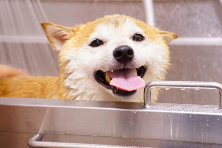 Cómo evitar que el agua entre en los ojos de tu perro durante el baño o la limpieza