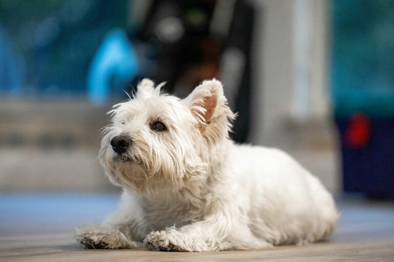 Cómo evitar que el manto blanco de tu Westie se vuelva amarillento