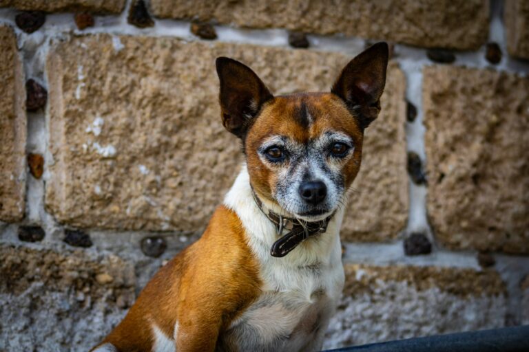 Cómo hidratar la trufa reseca en perros senior con productos seguros y comestibles