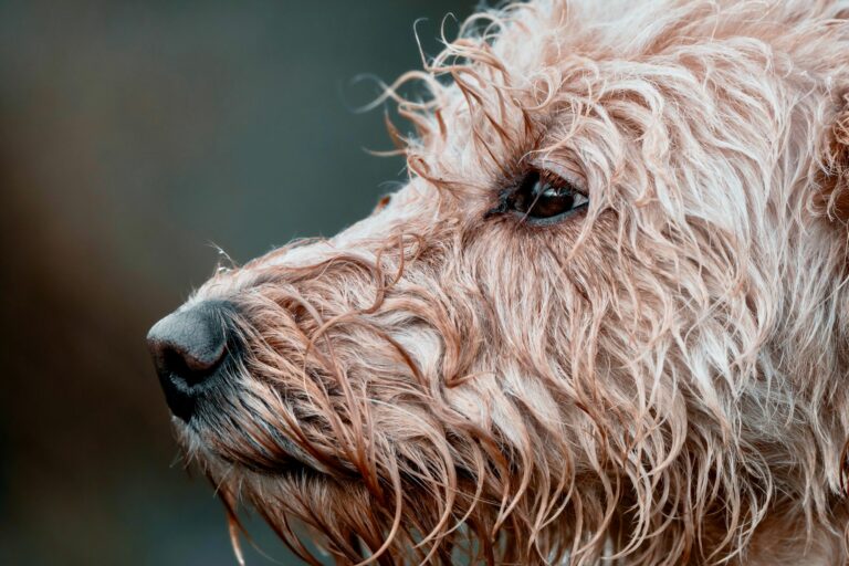 Cómo limpiar las manchas de humedad oxidadas en el pelo claro de mascotas