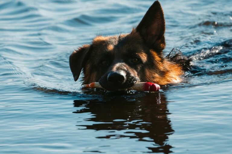 Cómo limpiar las orejas de perros que nadan frecuentemente para evitar otitis
