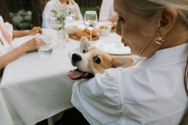 Cómo manejar de forma segura a perros viejitos que no pueden sostenerse firmes sobre la mesa
