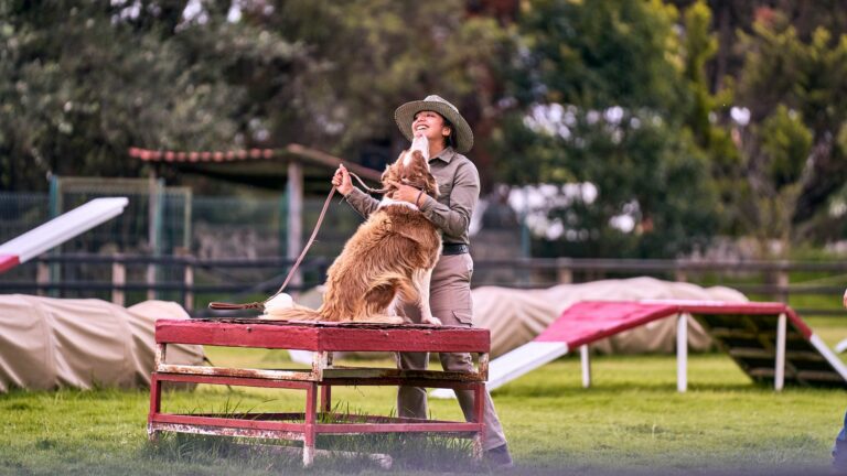 Cómo manejar el comportamiento de perros dominantes: Guía práctica de convivencia
