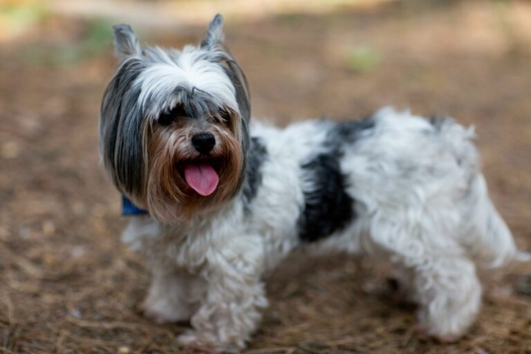 Cómo mantener el pelo largo y sin nudos en Yorkshire y Biewer Terrier