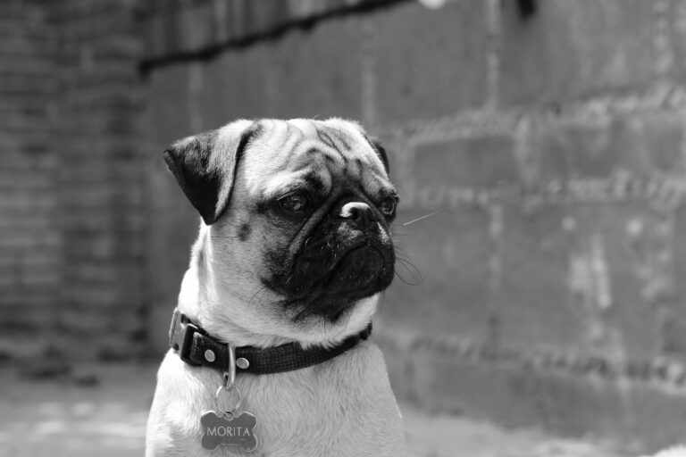 Cómo prevenir la dermatitis en los pliegues de Bulldogs y Pugs: guía de cuidado esencial