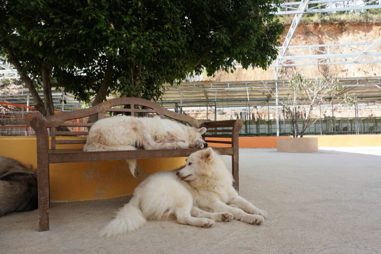 Cómo realizar un deslanado profundo y seguro en el Samoyedo durante la primavera