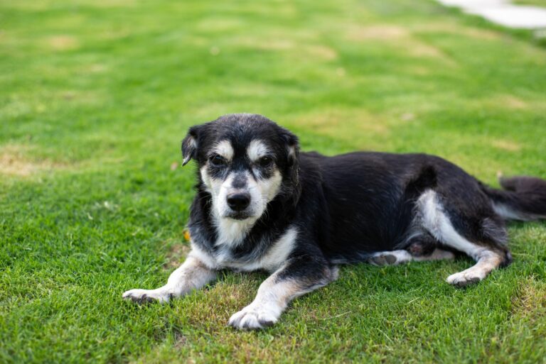Cómo sujetar correctamente a un perro anciano para proteger sus articulaciones