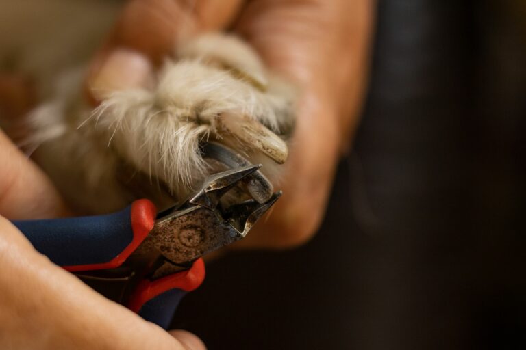 Cómo usar cortauñas con sensor o tope para evitar cortar la vena de tu perro