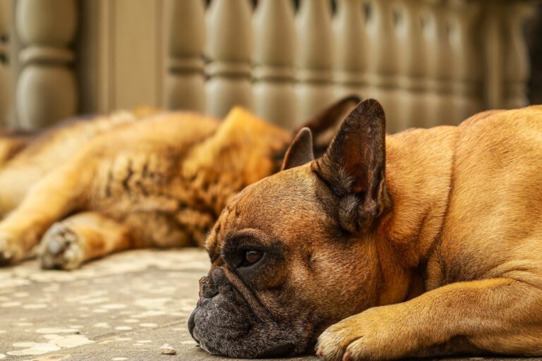 Cómo usar lociones astringentes en los pliegues faciales de perros braquicéfalos