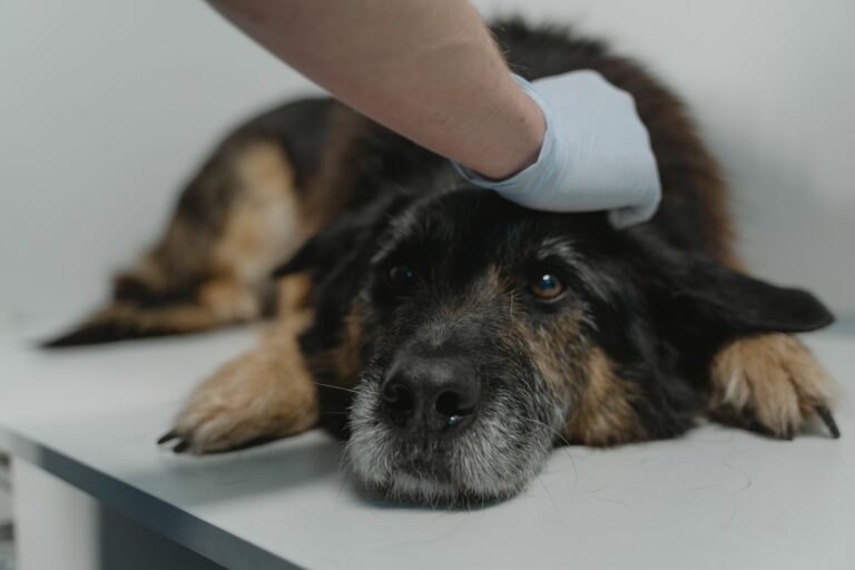 Consentimiento informado en perros mayores: seguridad, riesgos y transparencia clínica