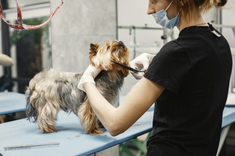 Cuánto cuesta el corte de pelo para perro en Veracruz este 2026: precios y servicios