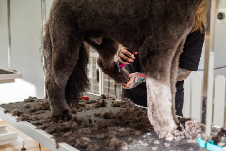 Grooming para perros con artrosis: Guía para un aseo sin dolor y adaptado