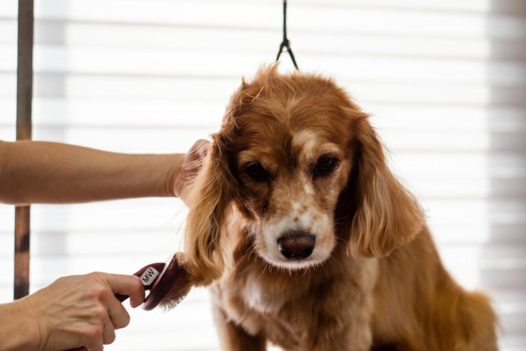 Grooming para perros mayores: Guía para adaptar el servicio a su bienestar y confort