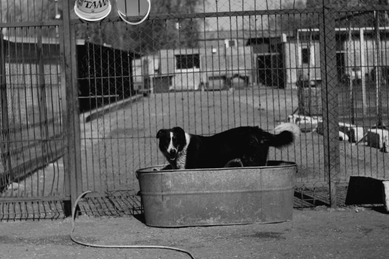 Guía de baño y cepillado para el Border Collie de trabajo