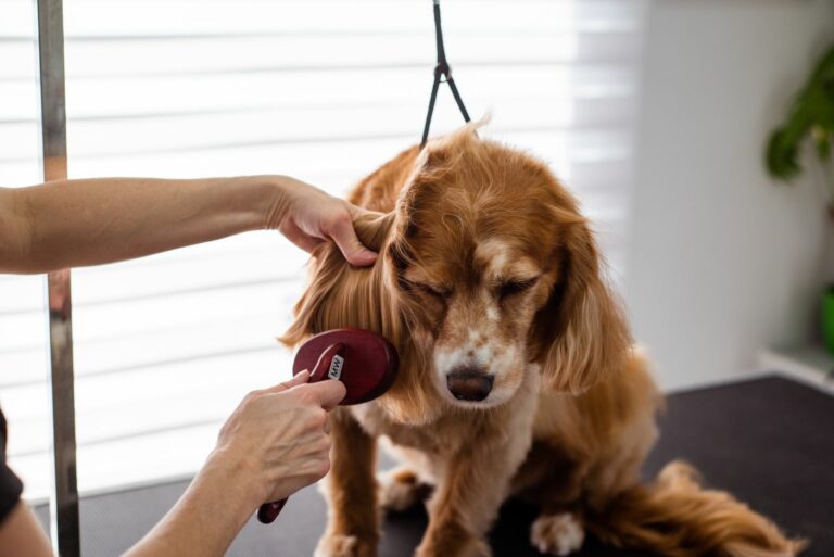 Guía de cepillado diario: técnicas esenciales que todo dueño debe aprender del groomer