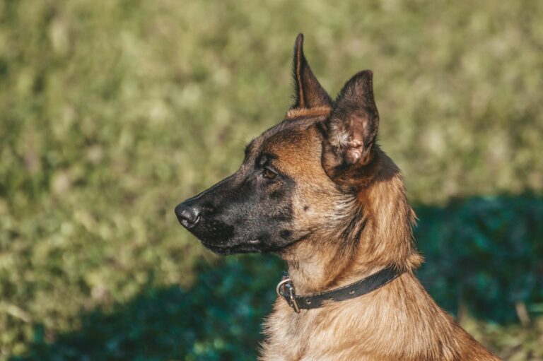 Guía de mantenimiento para el manto corto del Pastor Belga Malinois