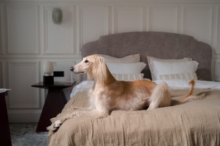 Guía esencial para el cuidado del manto largo y sedoso del Afghan Hound