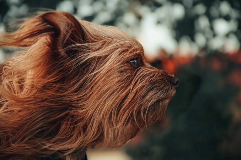 Guía para realizar un corte comercial en perros mestizos de pelo lacio
