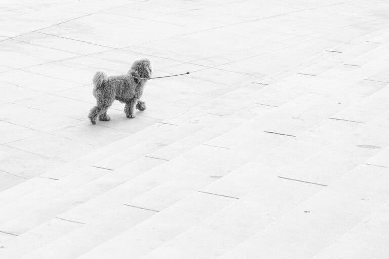 Guía paso a paso para realizar un corte asiático en el rostro del Caniche