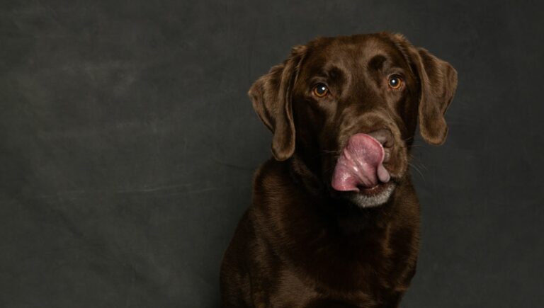 Lick mats para perros: cómo reducir la ansiedad durante el baño