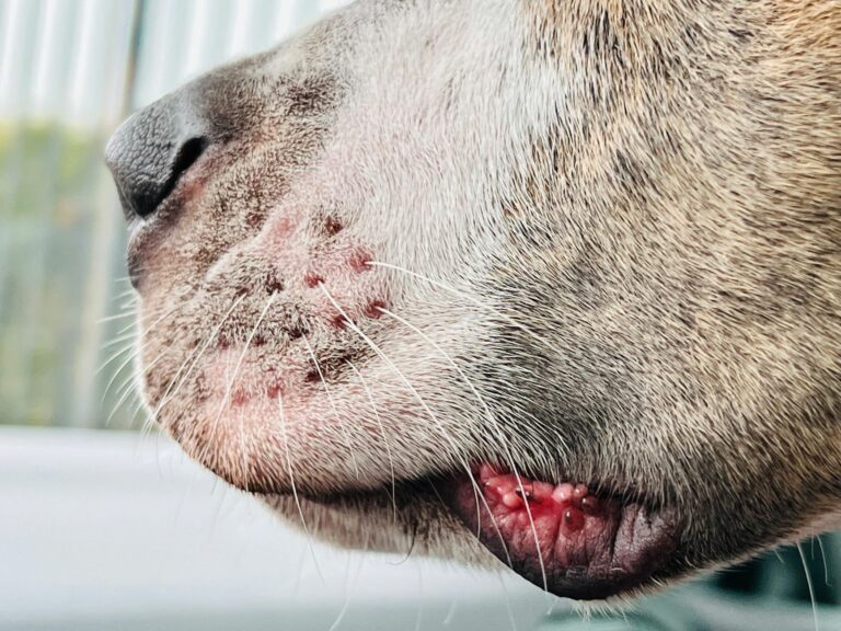 Manejo dermatológico del síndrome de Cushing: claves para el abordaje de la alopecia canina