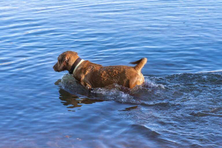 Mantenimiento de la cola en plumero: guía de cuidado para Golden Retriever y Setter