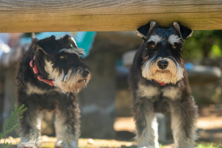 Mantenimiento de la línea ventral en el Schnauzer: técnicas para un acabado estilizado