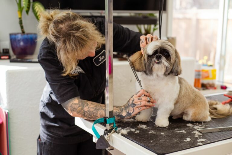 Mantenimiento del manto en el Shih Tzu: cómo cuidar la densidad del pelo de sus orejas