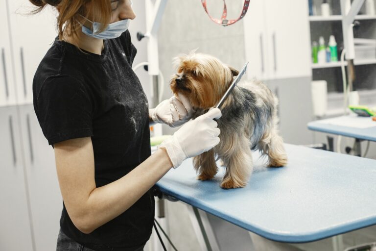 Mantenimiento del manto en el Terrier Irlandés: guía esencial de stripping