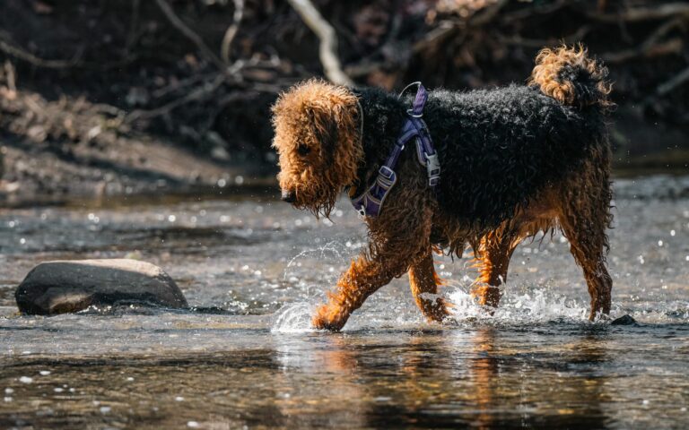 Mantenimiento del pelaje duro: la importancia del stripping en el Airedale Terrier