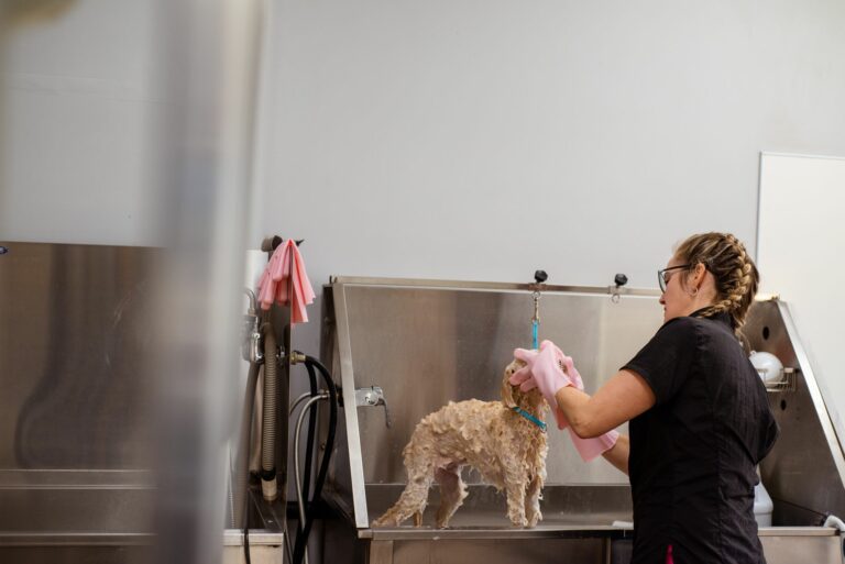 Pasos para realizar un baño de mantenimiento rápido en perros de pelo corto