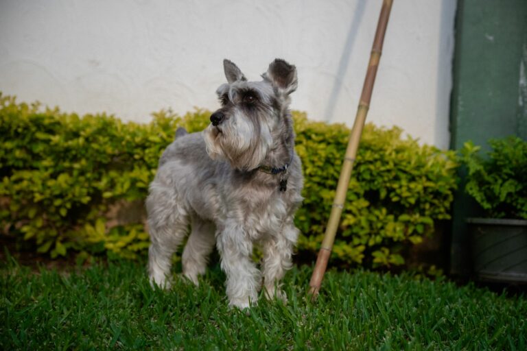 Pasos para realizar un corte estilo cachorro en perros de pelo rizado u ondulado