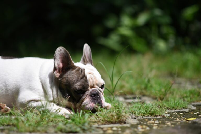 Prevención del golpe de calor en perros braquicéfalos: Guía de manejo y cuidados en estética