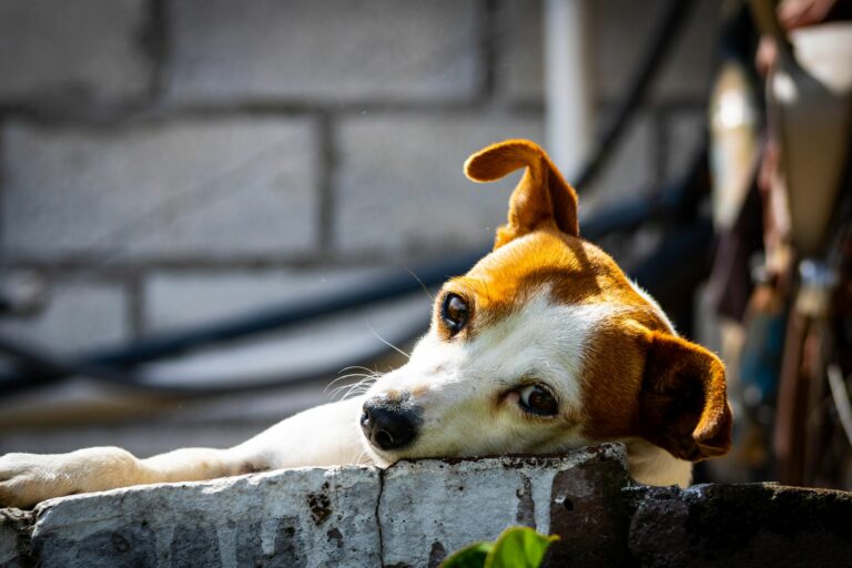 Protocolo de recepción de mascotas: claves para una atención veterinaria excelente