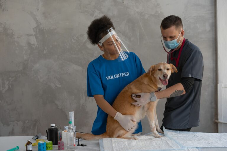 Protocolos para la atención integral de animales con enfermedades cardíacas conocidas