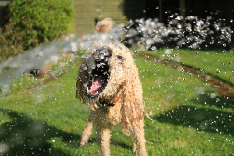 Spray fijador canino: cómo mantener los moños protegiendo el pelo de tu perro