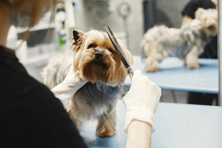 Técnicas de corte higiénico para prevenir la tinción del pelo por orina en perros machos