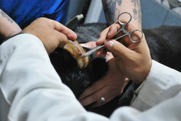 Tratamiento de la pododermatitis en estética canina: protocolos de limpieza y desinfección
